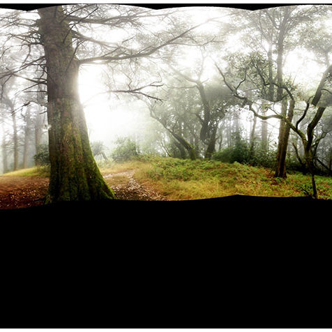2012 – RootSacTrees – Oakland, California