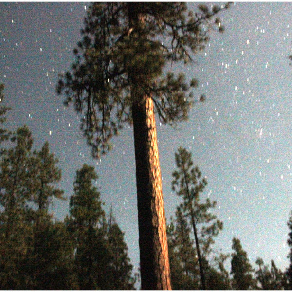 2013 – “Moonlit Ponderosa” – Trinity River, California — Pinus ponderosa
