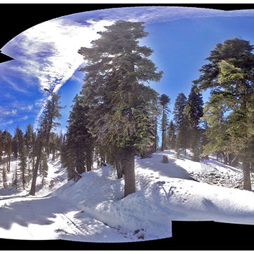 2013 – Snow Trees – Royal Gorge, California