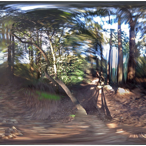 2016 – Blur Woods – Oakland, California