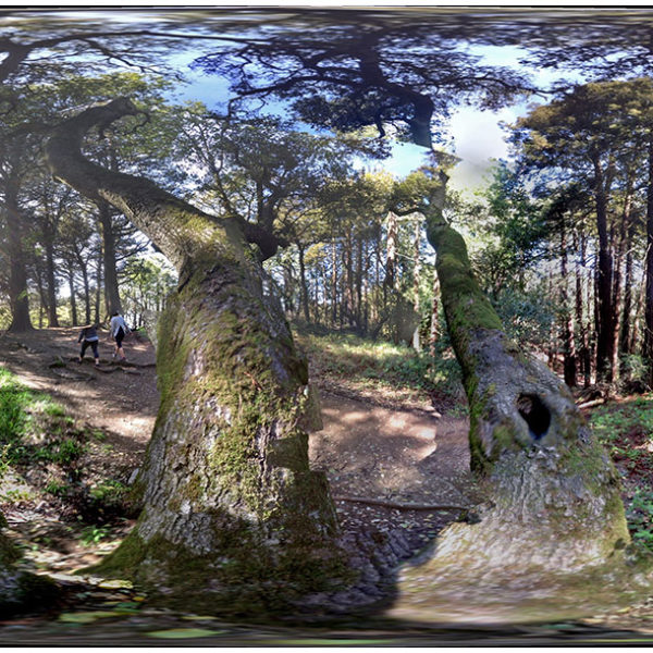 2016 – Triple Tree – Oakland, California