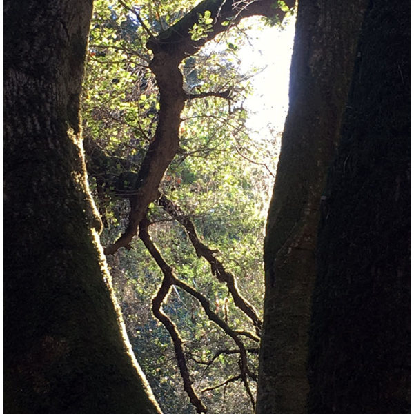 2017 – Trunk Window – Oakland, California
