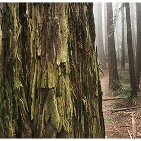 2018 – “Big Trunks” – Oakland, California — Sequoia sempervirens