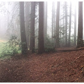 2018 – “Foggy Redwood Trail” – Oakland, California — Sequoia sempervirens