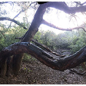 2018 – “Tree Spread Trail” – Oakland, California — Tan Oak (Lithocarpus densiflora) at left and Madrone (Arbutus menziesii) stretching over trail