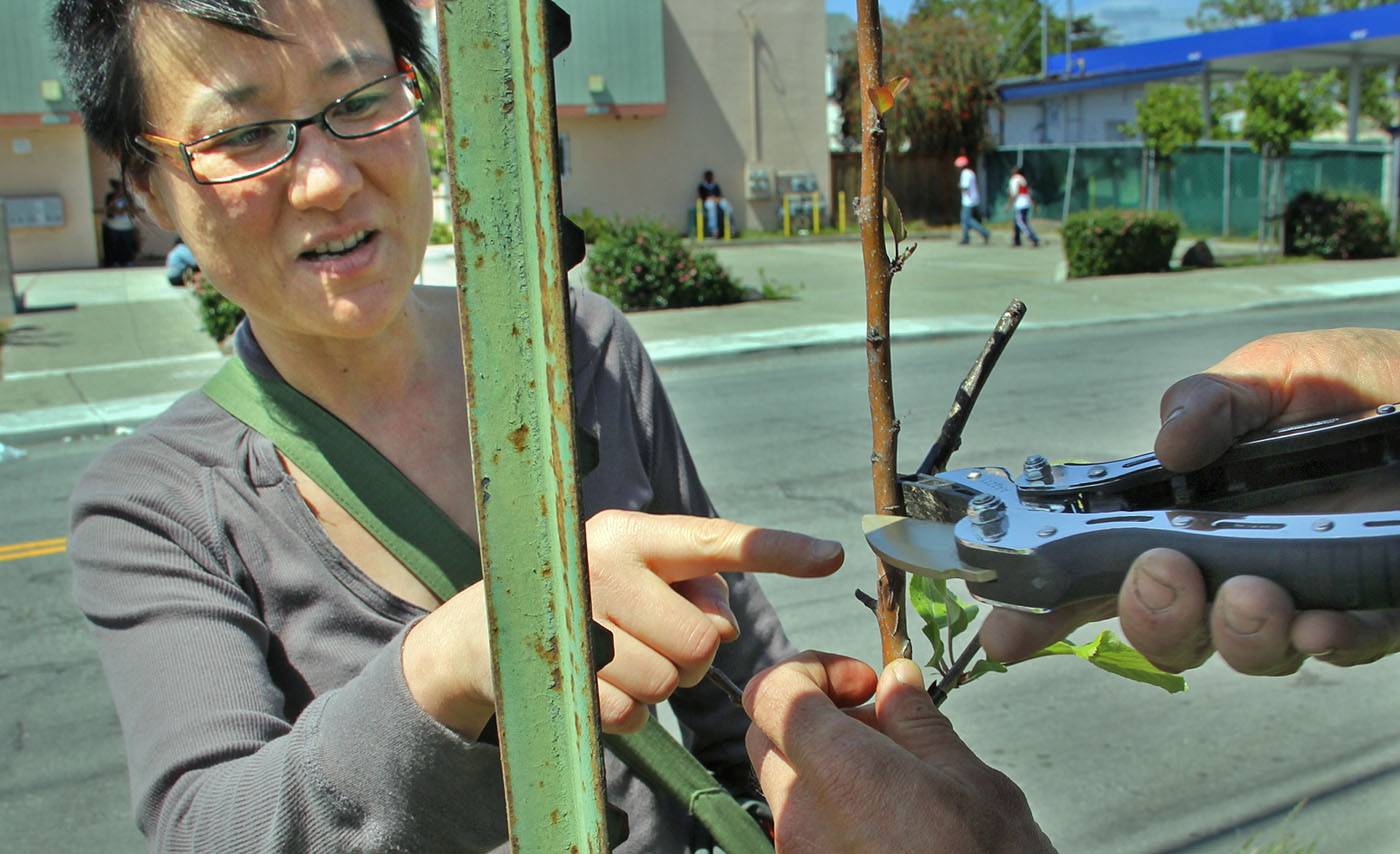 Tara Hui and a fellow guerrilla grafter prune an apple tree they've grafted in Oakland.