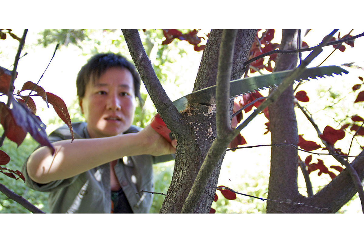 Tara Hui of the Guerilla Grafters prunes an ornamental plum tree.